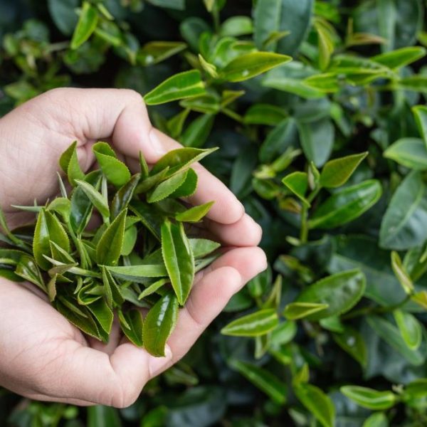 Tea picker woman's asian hands - close up,pretty tea-picking girl in plantation.