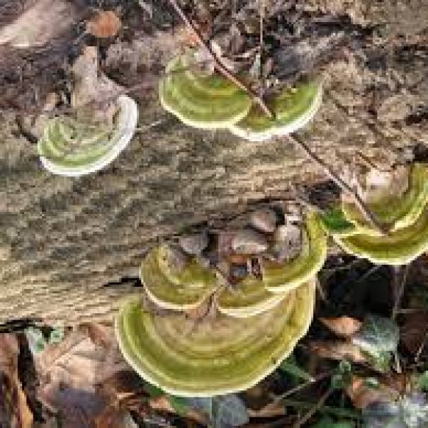 Trametes